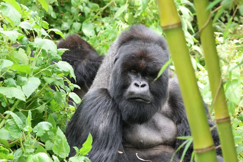 Silverback Gorilla Tour