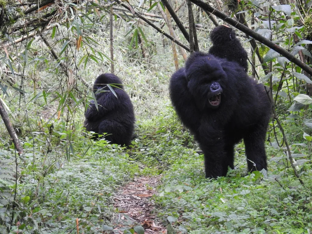 Short day Rwanda gorilla tours