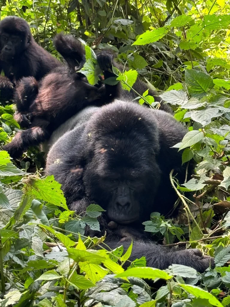 Silverback Gorilla Tour