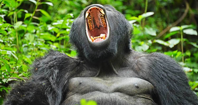 Silverback Gorilla Trekking