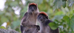 Primate trekking circuit across Uganda's forest parks