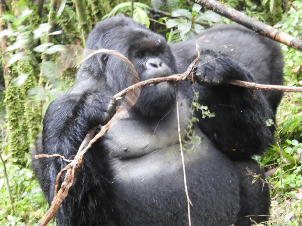 Silverback Gorilla Tour