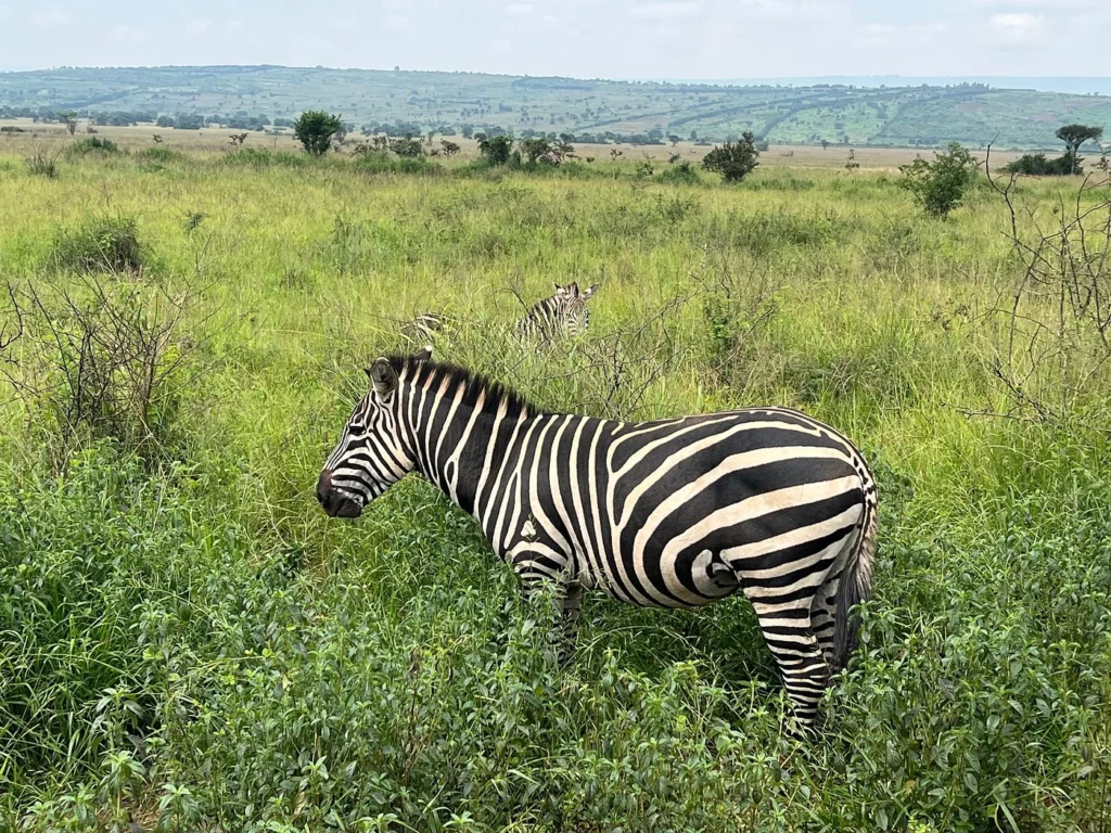 Rwanda long safaris