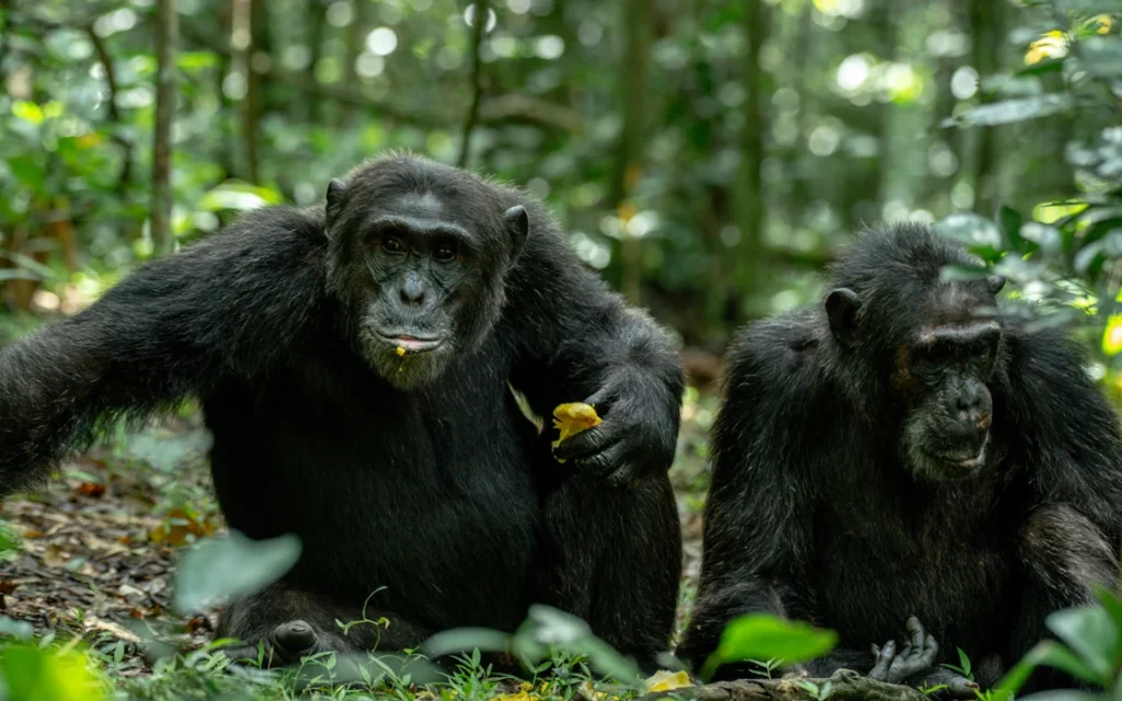 3 Days Chimpanzee Habituation Experience