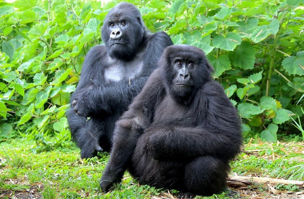 Gorilla tours in Africa