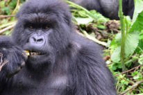 Comparing in Congo vs Congo