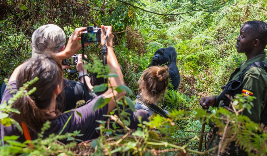 Recommended age limit for gorilla trekking