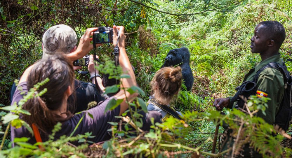 Recommended age limit for gorilla trekking