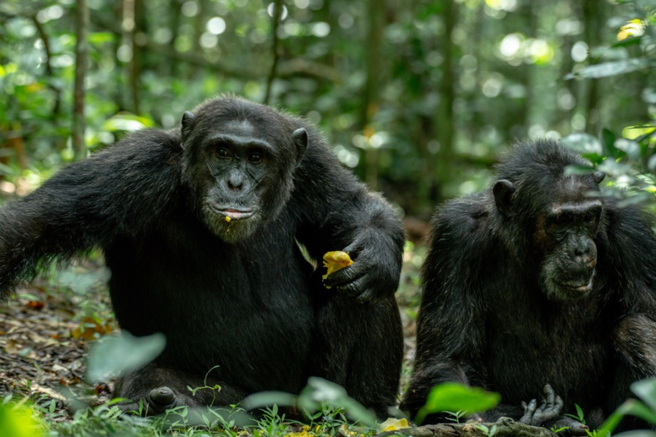 Chimpanzee trekking in Kibale Forest Park