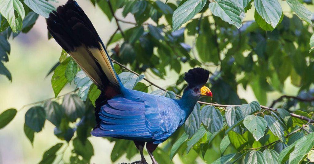 Birds in Bwindi Forest