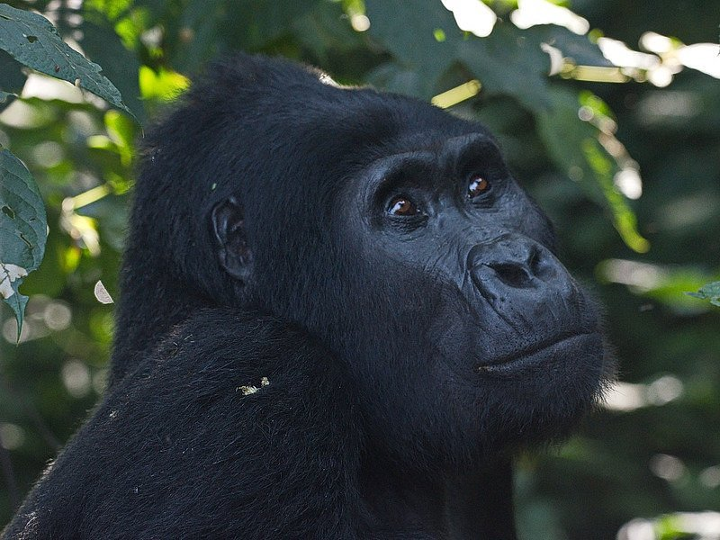 Gorilla trekking safaris