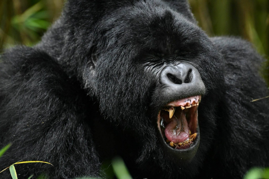 Uganda gorilla tours