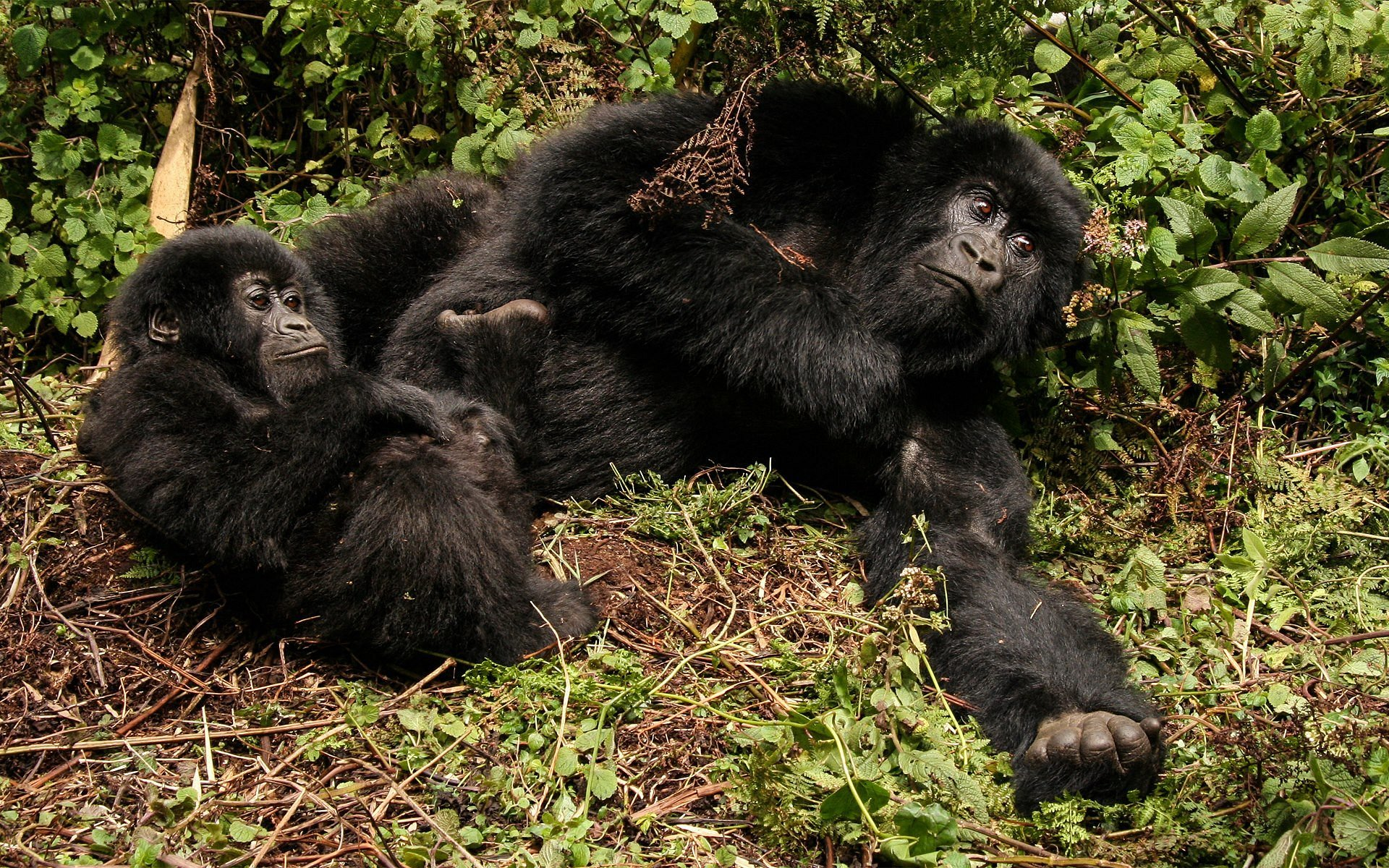 Gorilla trekking in Bwindi Forest