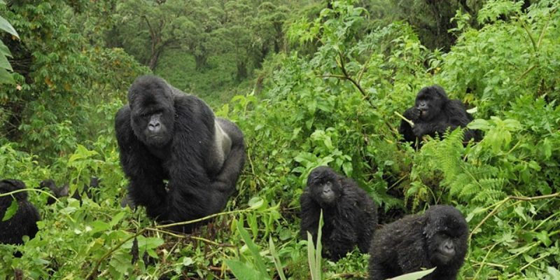 Gorilla trekking in Bwindi Forest