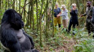 Traveler smiling after a successful gorilla trek in Rwanda