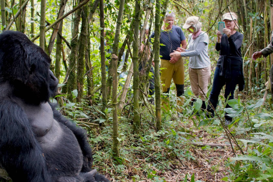 Gorilla trekking in Uganda