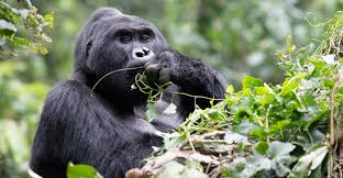 Silverback Gorilla Tour