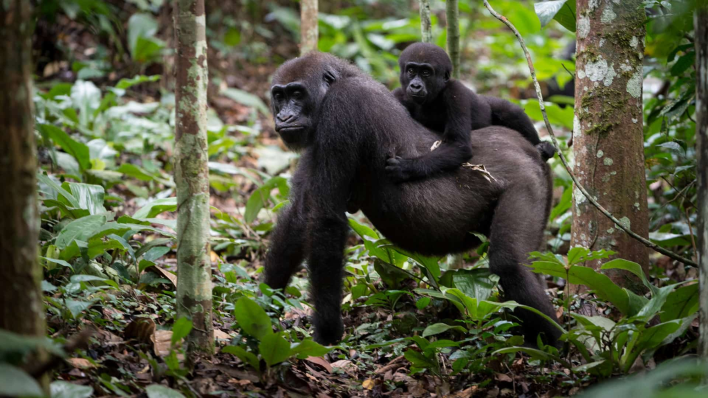 Silverback gorilla tour