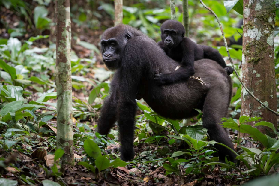 Silverback gorilla tour