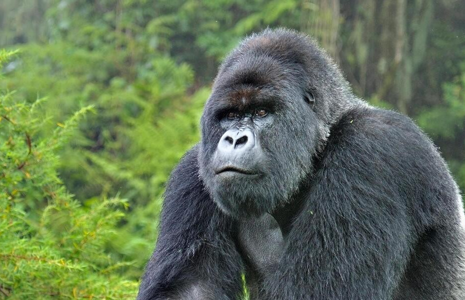 Silverback Gorilla Tour