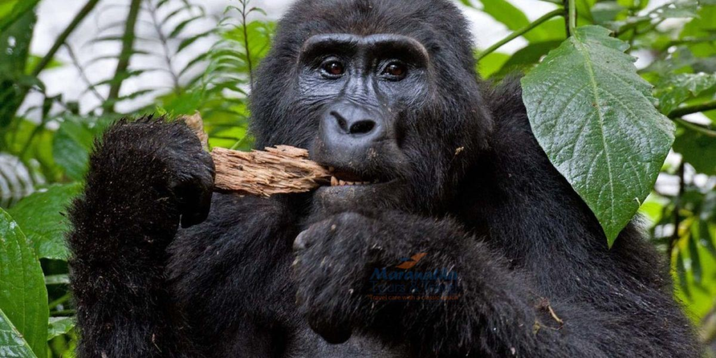 Silverback gorilla tour