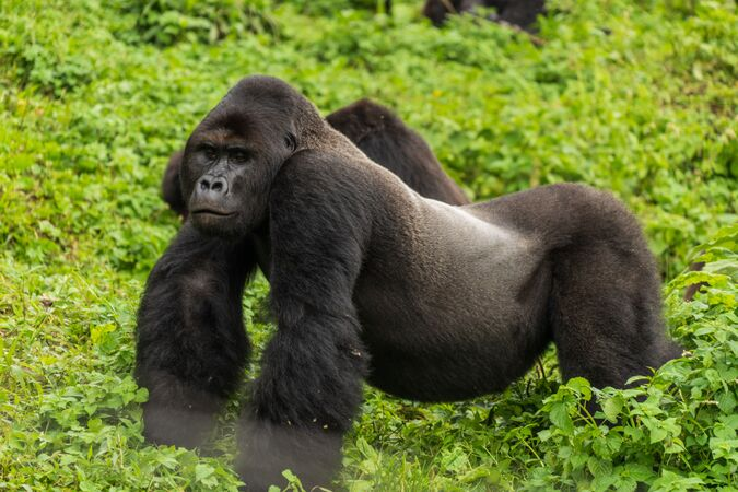 Congo gorilla tour