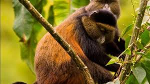 Volcanoes National Park Rwanda