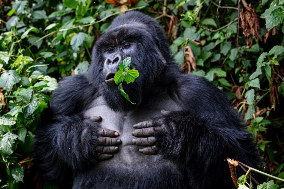 Silverback Gorilla tour