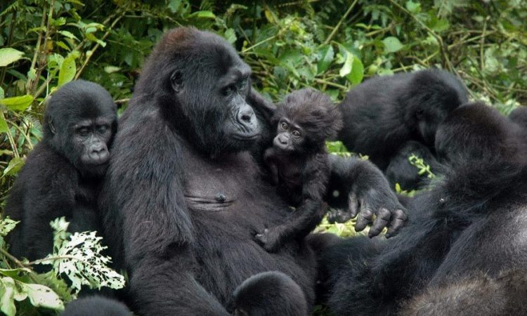 Gorilla families in Bwindi Forest