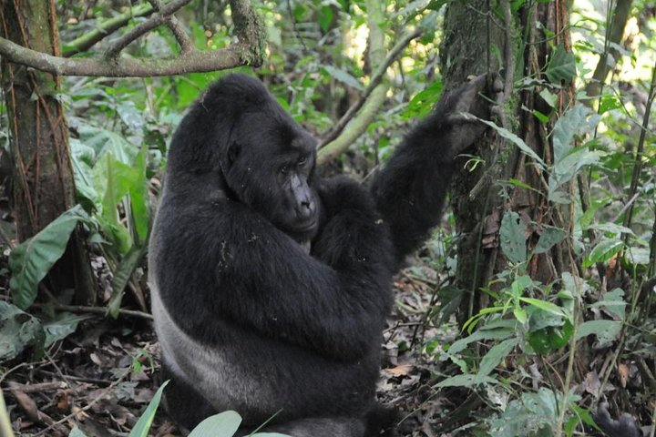 Silverback gorilla tour