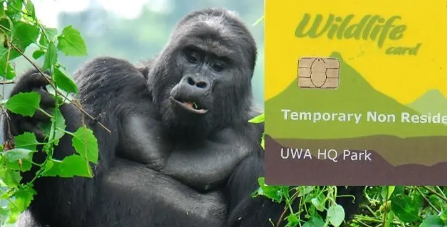 Gorilla permit costs in Africa
