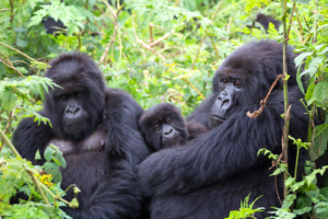 Mgahinga Gorilla National Park