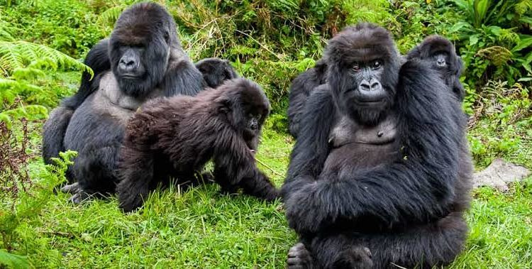 What is thee best time to trek gorillas in Congo