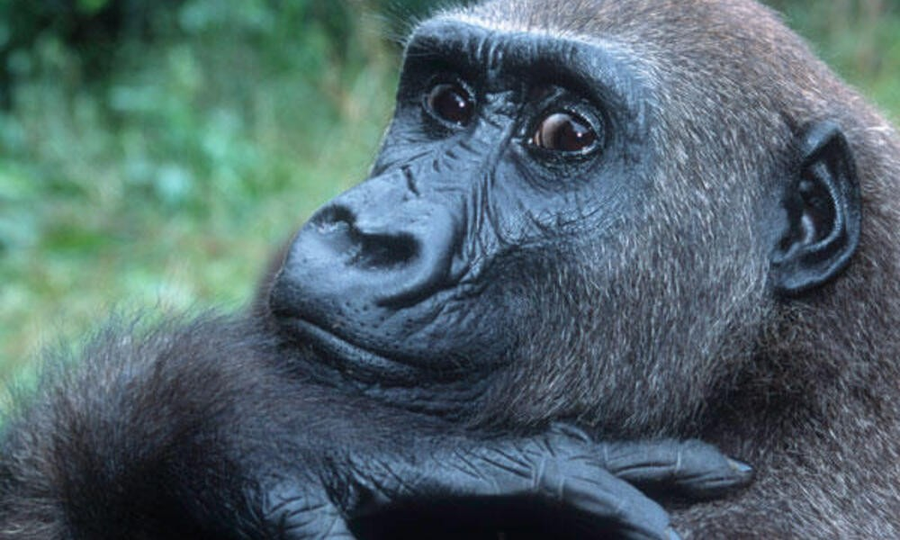 Gorilla groups in Kahuzi Biega