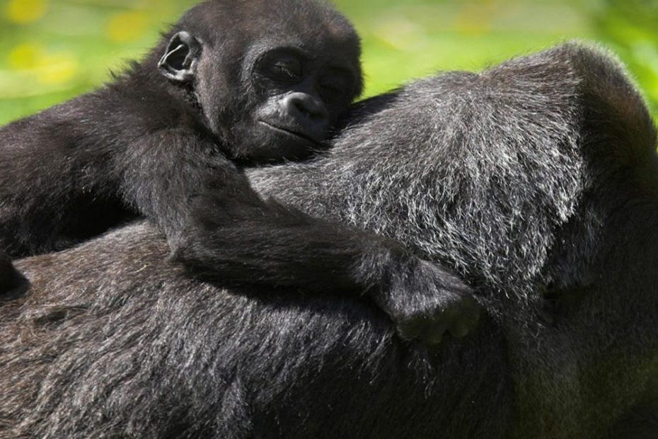 Congo gorilla safaris