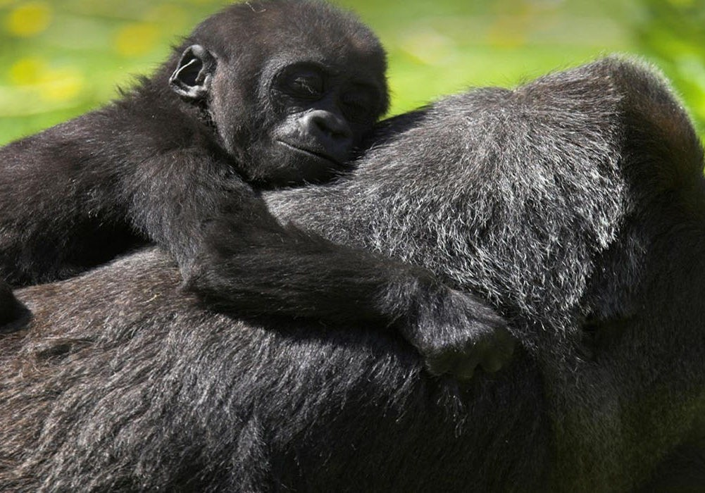 Congo gorilla safaris