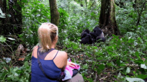 Lowland gorilla trekking safari in the Democratic Republic of Congo
