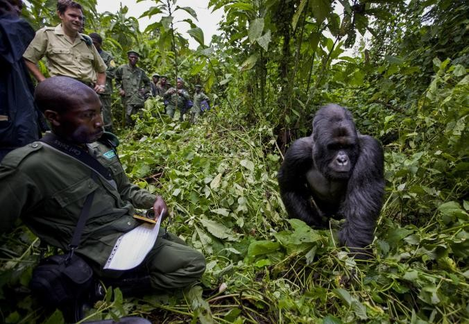 Uganda gorilla tours