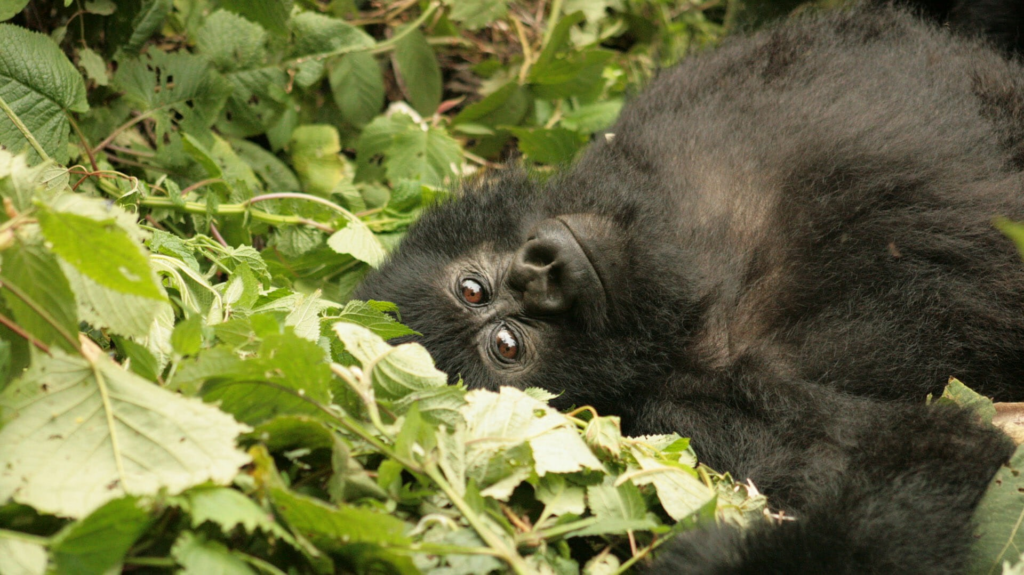Cost of gorilla trekking in Congo