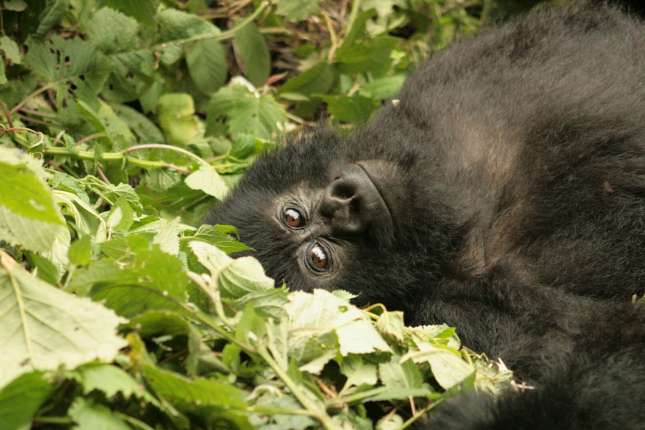 Cost of gorilla trekking in Congo