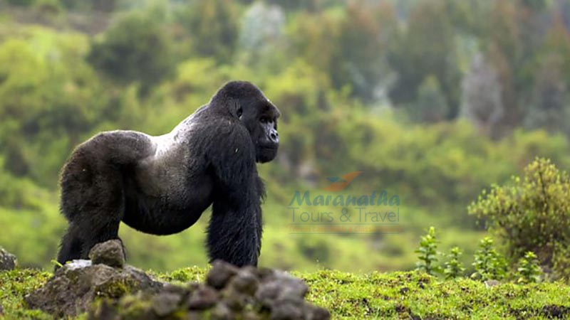 Gorillas in Congo vs Rwanda