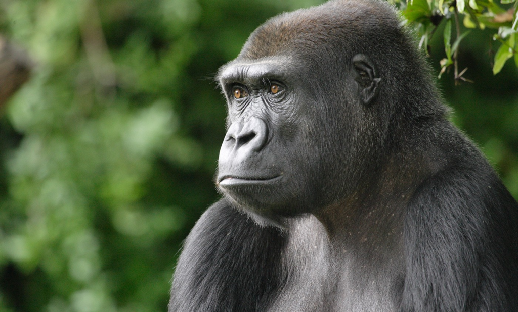 Gorilla families in Kahuzi Biega National Park