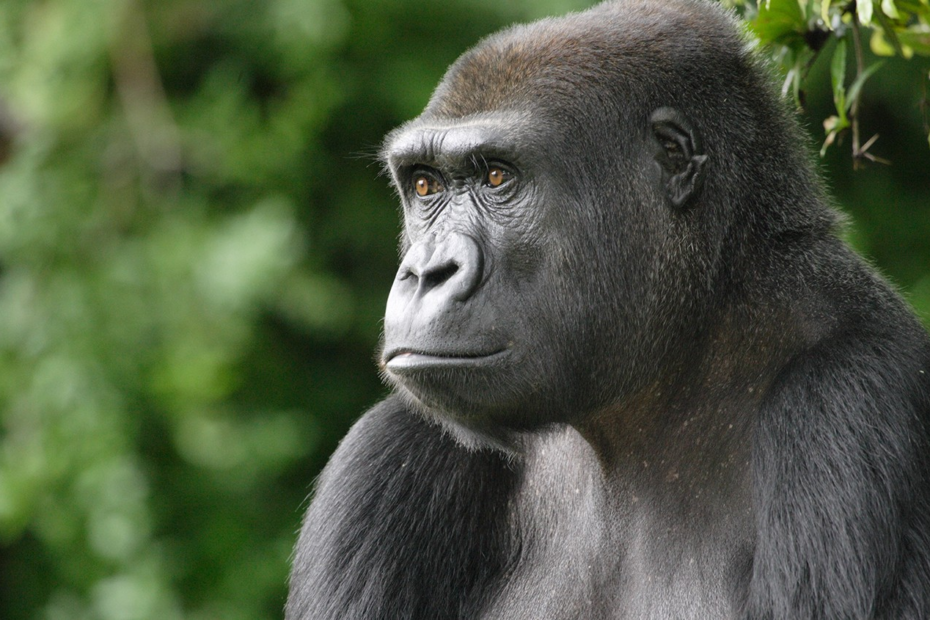Gorilla families in Kahuzi Biega National Park