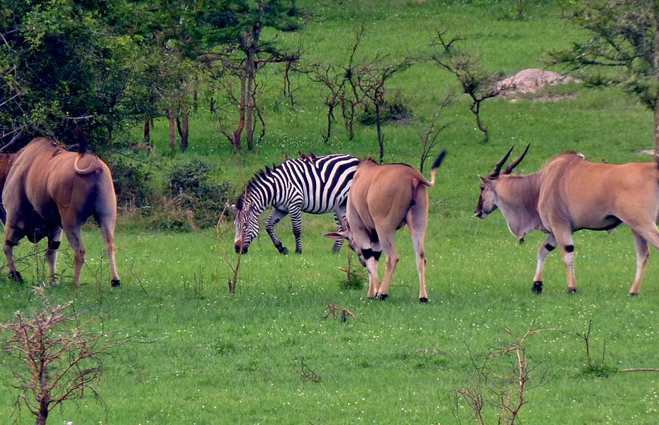 Attractions and activities in lake Mburo