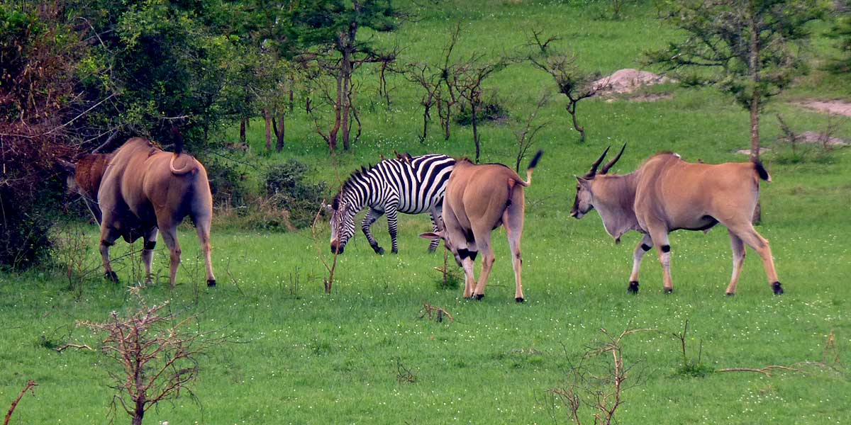 Attractions and activities in lake Mburo