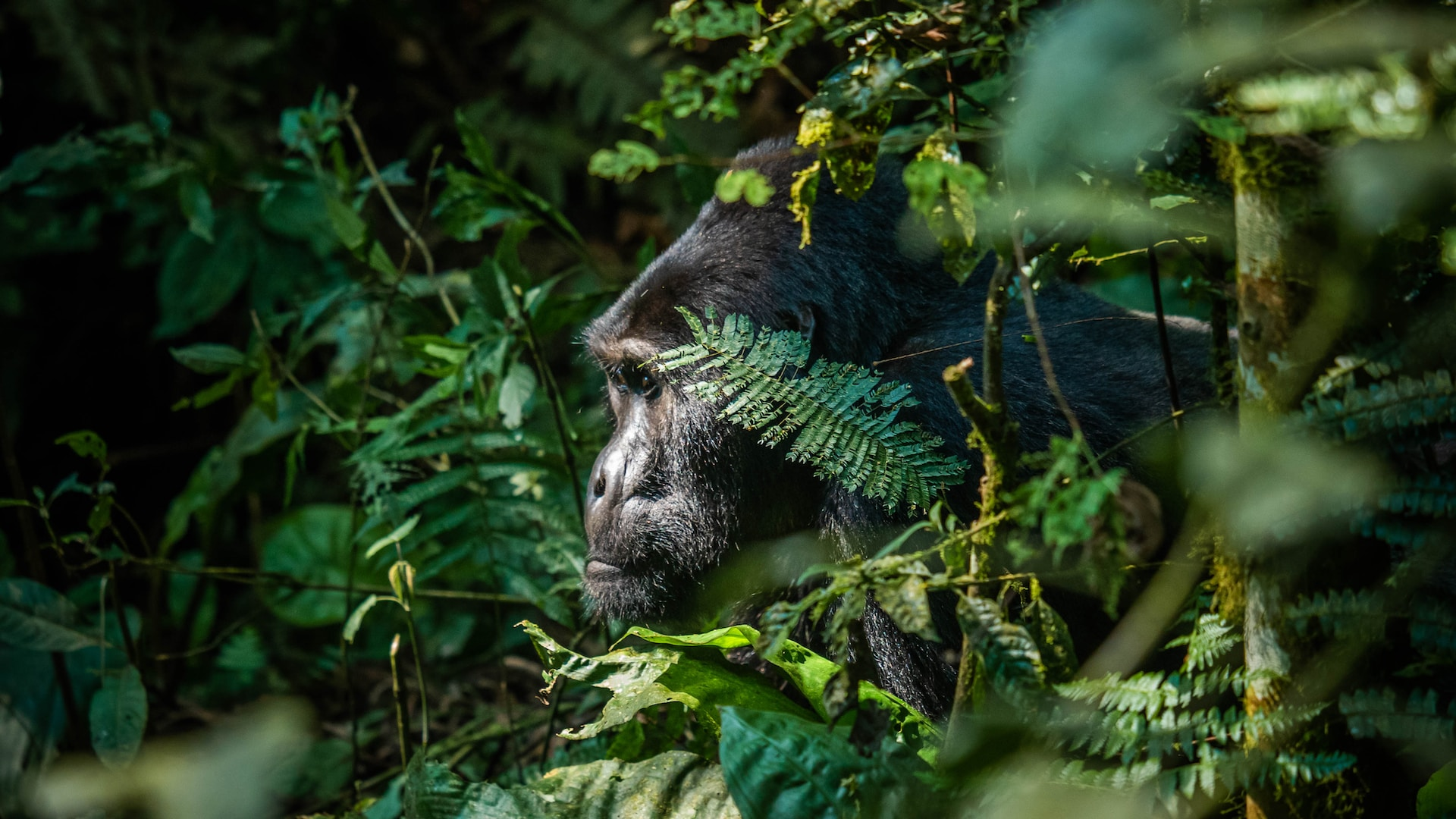 Silverback Gorilla Tour