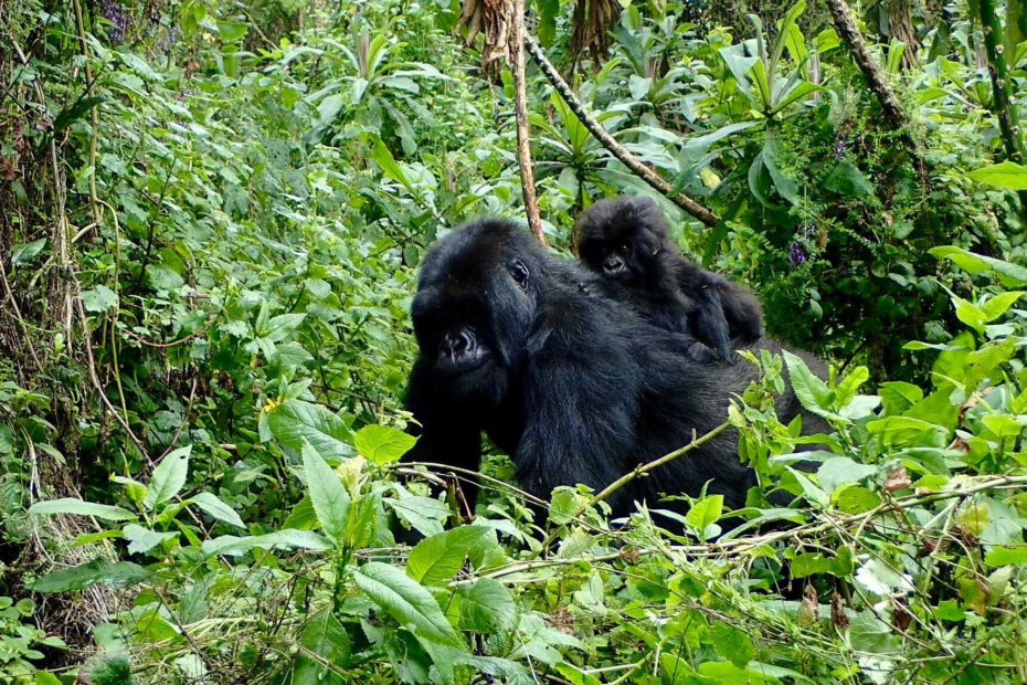 Gorilla trekking in Congo vs Uganda