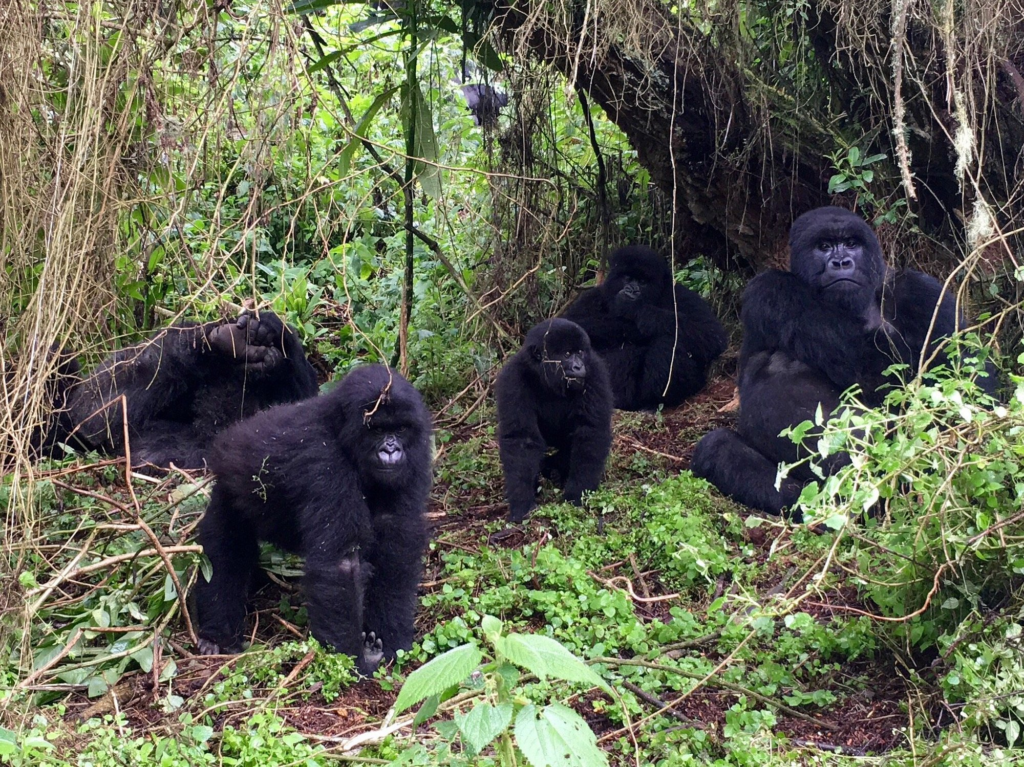 Gorilla groups in Rwanda