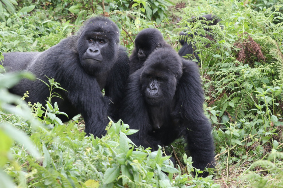 Gorilla groups in Rwanda