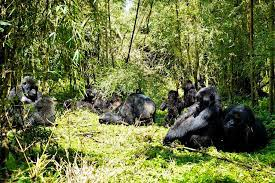 chances of seeing gorillas in Rwanda